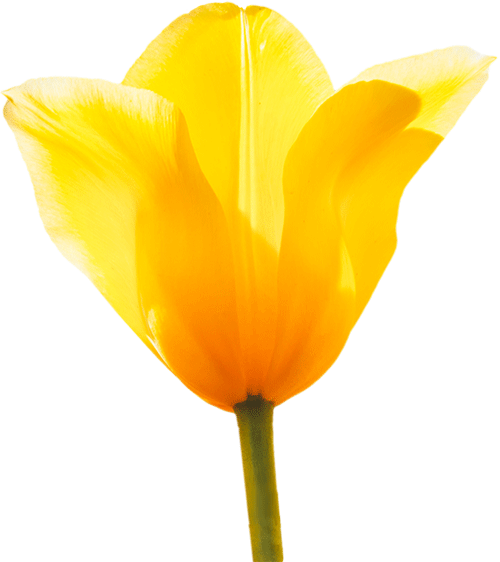 contact - single yellow tulip